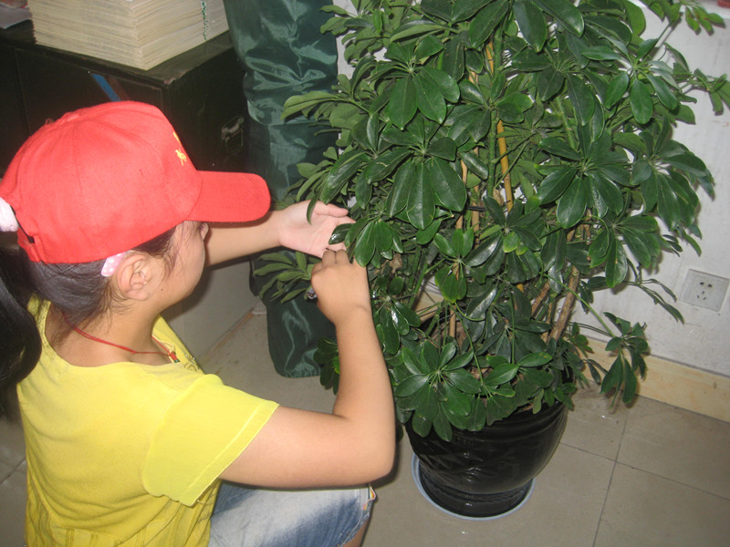 我校志愿者開展活動-----讓花草更美更絢爛